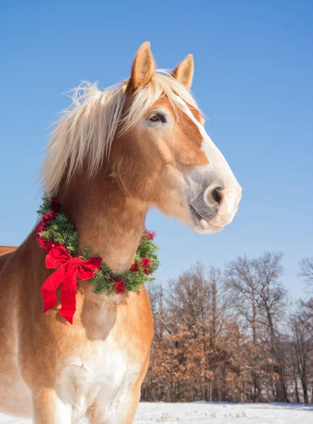 Orgulloso caballo belga de tiro con una corona de Navidad en un día soleado de invierno — Foto de Stock