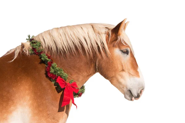 金发碧眼的比利时草案马穿上了圣诞花环，孤立的白色衬底上的配置文件 — 图库照片