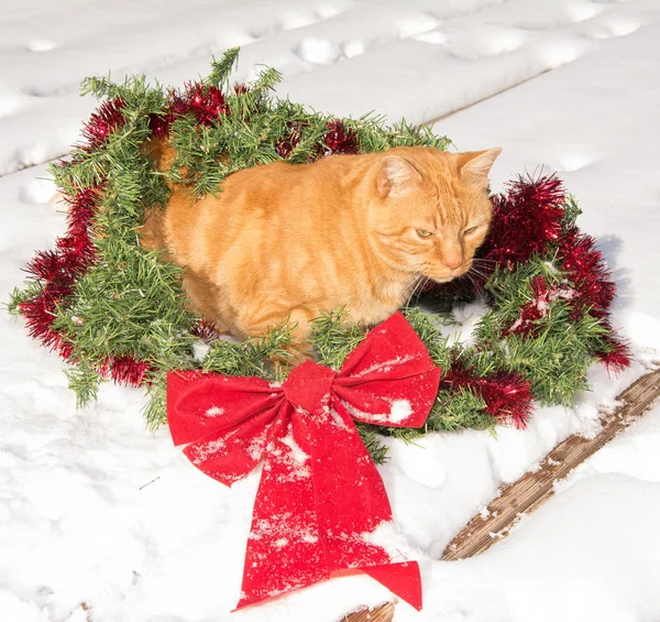 Gingembre chat tabby dans une couronne de Noël, sur la neige — Photo