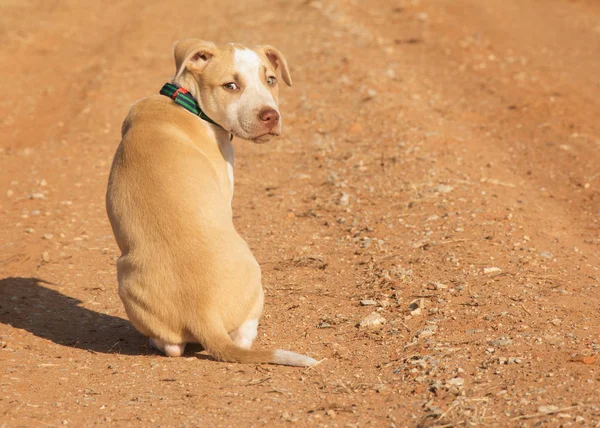 Cachorro mixto manchado amarillo y blanco sentado en un camino de tierra roja, mirando hacia atrás al espectador —  Fotos de Stock