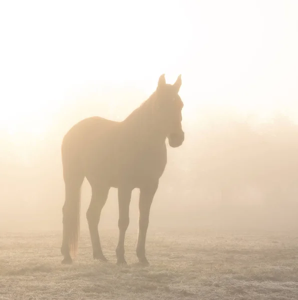 Caballo silueta contra la salida del sol a través de la niebla pesada, en tonos sepia — Foto de Stock