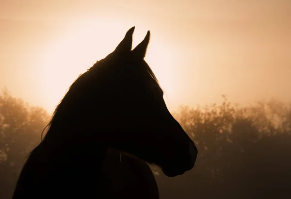 Sylwetka konia arabskiego w gęstej mgle, o wschodzie słońca — Zdjęcie stockowe