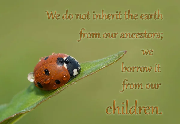 我们不会从我们的祖先; 继承地球我们借它从我们的孩子-报价与草叶子上的瓢虫 — 图库照片