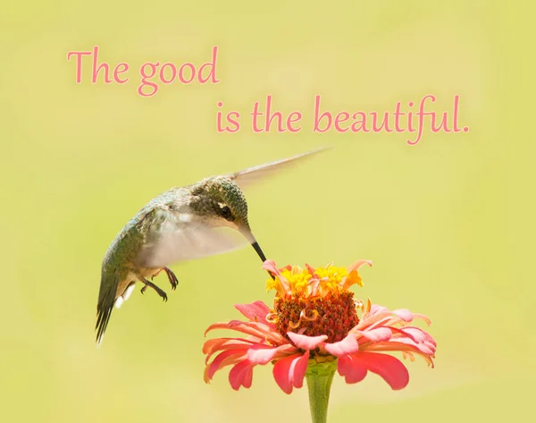 O bom é o belo - uma antiga citação de Platão; com uma imagem de um beija-flor-de-garganta-rubi alimentando-se de uma flor de Zinnia — Fotografia de Stock