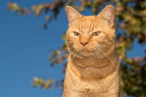 Gember Cyperse kat tegen de achtergrond van een eikenboom — Stockfoto