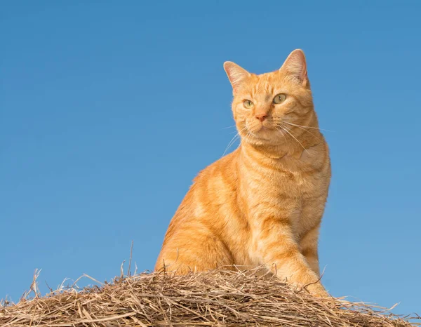 Schöne Ingwer gestromte Katze auf einem Heuballen, vor klarem blauen Himmel — Stockfoto