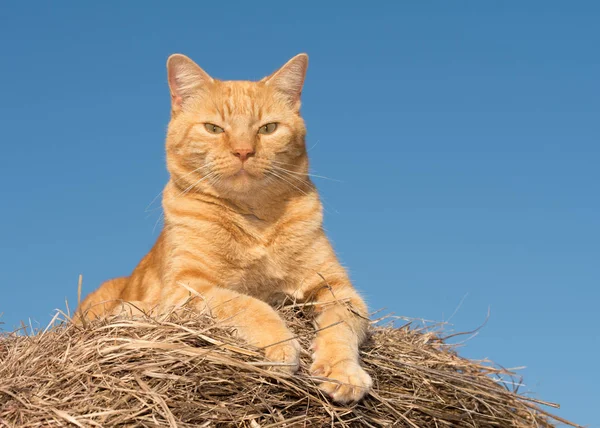 Proud ginger tabby cat surveying his domain from top of a hay bale, against clear blue winter sky — Stock Photo, Image