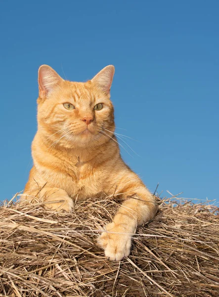 Hezký oranžová mourovatá kočka pozoruje svět z vrcholu balíků sena — Stock fotografie