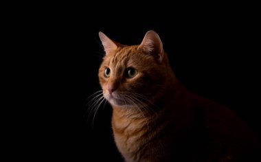 Güzel zencefil tabby, koyu arka plan üzerinde bir taraftan yaktı