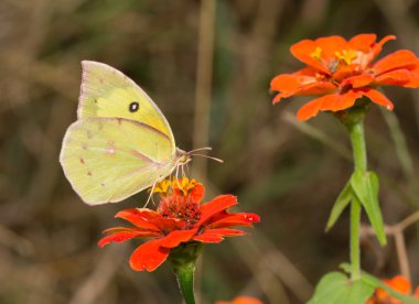 Colias cesonia, Southern Dogface butterfly feeding on an orange Zinnia flower clipart
