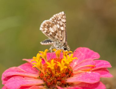 Bir ortak damalı Kaptan kelebek ventral görünümü parlak pembe Zinnia çiçeği '