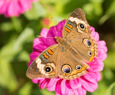 Bir ortak Buckeye kelebek dorsal görünümü üzerinde bir pembe Zinnia çiçeği