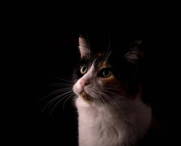 Calico cat with black, white and ginger, looking up, lit from one side, on dark background