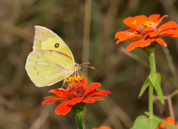 Colias cesonia, südlicher Hundsgesicht-Schmetterling, der sich von einer orangen Zinnia-Blüte ernährt — Stockfoto