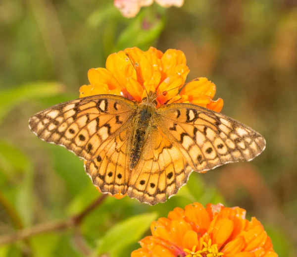 Dorsale Ansicht eines bunten Schmetterlings, der sich von einer orangefarbenen Zinnia-Blume ernährt — Stockfoto