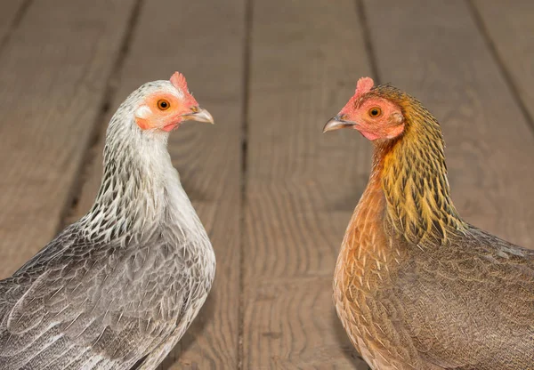 Two beautiful bantam hens in gold and silver, facing each other — Stock Photo, Image