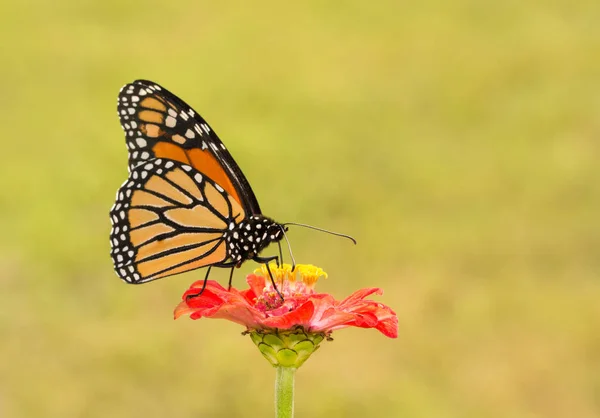 Бабочка-монарх опыляет ярко-красный цветок Цинния — стоковое фото