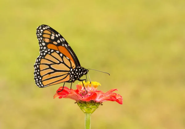 Férfi Monarch butterfly beporzó egy fényes vörös cinea virág — Stock Fotó