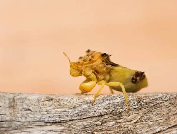 Pré-histórico procurando Jagged Ambush Bug em um pedaço de madeira — Fotografia de Stock