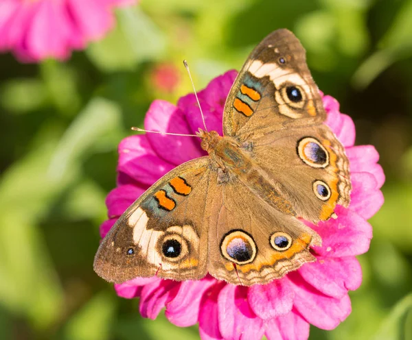 Veduta dorsale di una farfalla Buckeye comune su un fiore rosa di Zinnia — Foto Stock