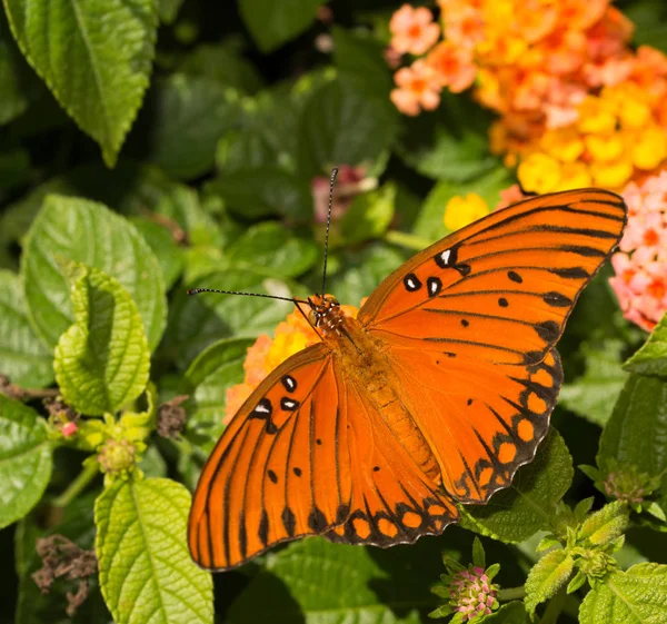 Dorsale Ansicht eines Golf fritillary Schmetterlings auf einer Lantana-Blume — Stockfoto