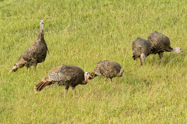 Flock a vadon élő pulykák táplálkozó mező — Stock Fotó