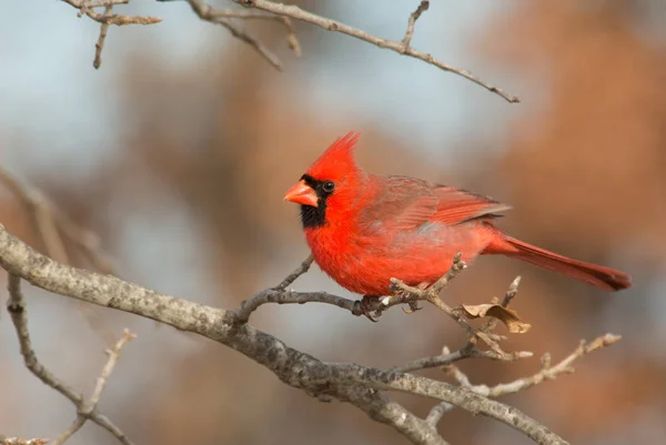 Leuchtend roter männlicher Nordkardinal hockt im Winter in einer Eiche — Stockfoto