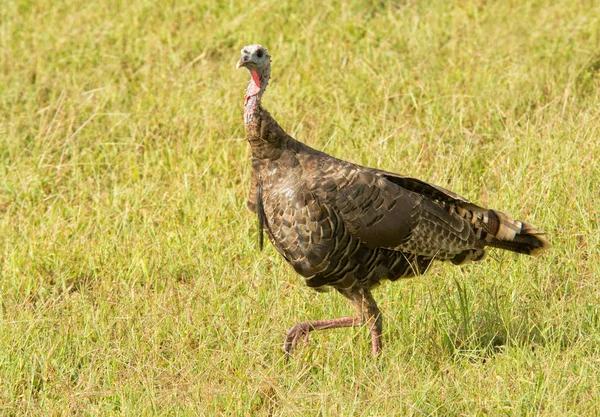 Wild Turkey på en solig äng — Stockfoto