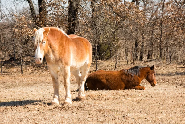 Dois cavalos dormindo em pasto ensolarado de inverno — Fotografia de Stock