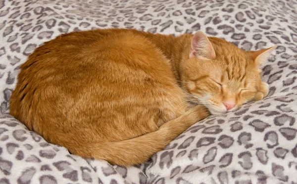 Імбирний таббі кіт комфортно спить на м'якому, симпатичному ліжку — стокове фото