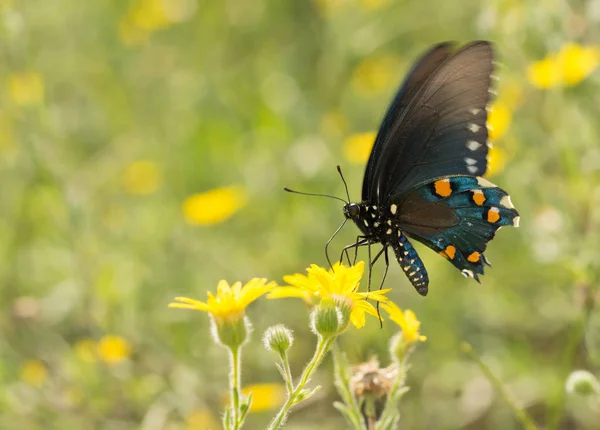 Трубохвостая бабочка, питающаяся желтым полевым цветком на солнечной летней лужайке — стоковое фото