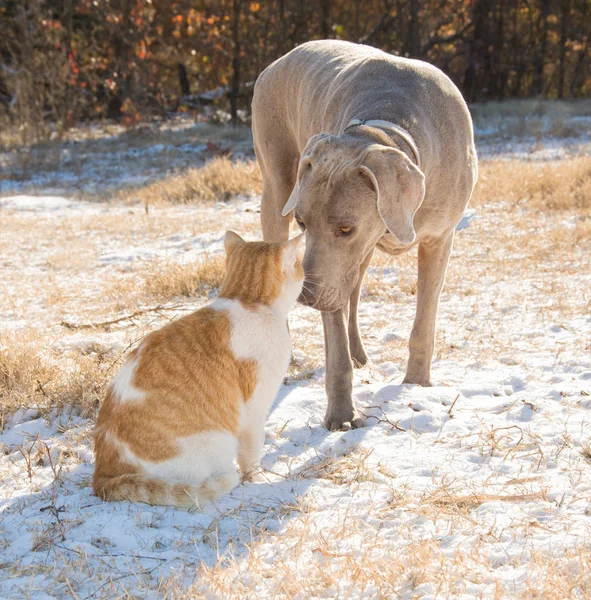 Собака и кошка нос к носу в заснеженном поле — стоковое фото