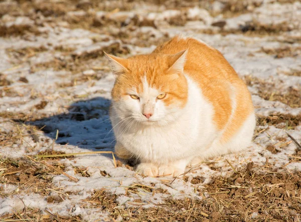 Oranje en wit verdwaalde kat in een besneeuwde, zonnige veld — Stockfoto