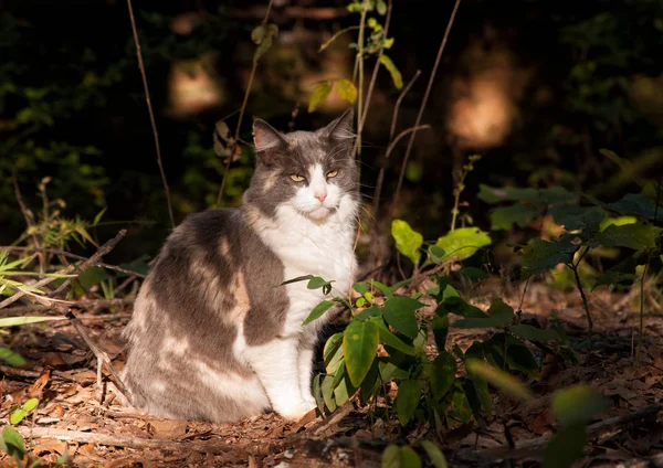 Hermoso gato calico diluido sentado en un haz de luz en un bosque oscuro — Foto de Stock