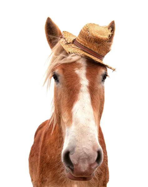 Blond Belgian draft horse wearing a straw hat — Stock Photo, Image