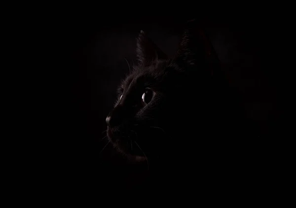 Perfil de un misterioso gato negro sobre fondo oscuro, iluminado por un lado Fotos De Stock