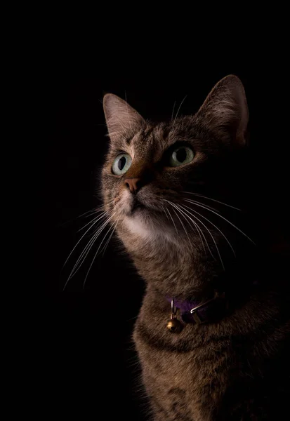 Gatto tabby marrone su sfondo scuro, guardando in alto con curiosità, illuminato da un lato Foto Stock