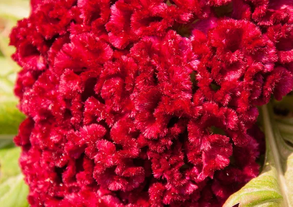 Textura de uma flor de Cockscomb rosa Imagem De Stock