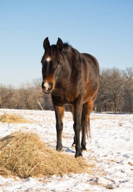Karanlık defne at onun saman karlı bir mera yeme