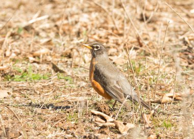 Hareketsiz, oturan Amerikan Robin, herkesin gözü önünde saklanıyor kamufle