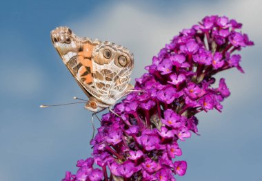 Beautiful American Painted Lady butterfly feeding on a purple Buddleia flower  clipart