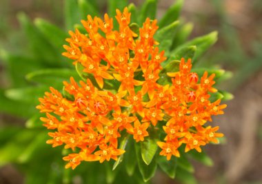 Beautiful bright orange Butterfly weed clipart