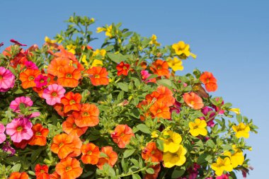Portre renkli Calibrachoa çiçek