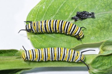 Üçüncü ve fouth biçim hükümdar tırtıllar karşılaştırılması