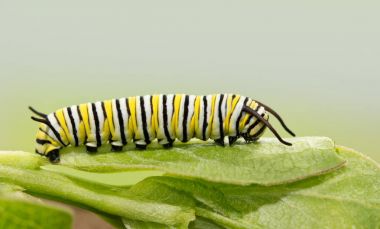Yedi gün eski hükümdar tırtıl ipekotunun yaprağına dinlenme