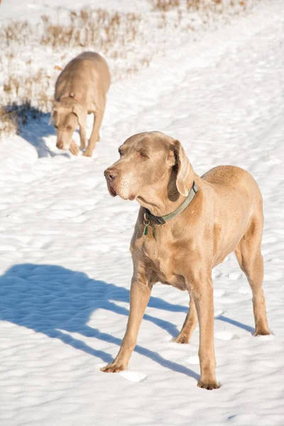 Weimaraner dog in snow, with another on the background — Stock Photo, Image