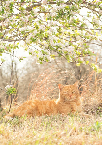 Gingembre chat tabby reposant paisiblement sous un pommier à fleurs au printemps — Photo