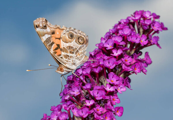 Beautiful American Painted Lady butterfly feeding on a purple Buddleia flower 