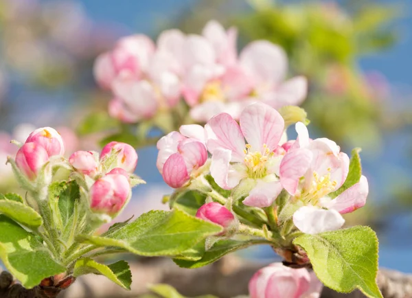 Krásné růžové a bílé apple květiny — Stock fotografie