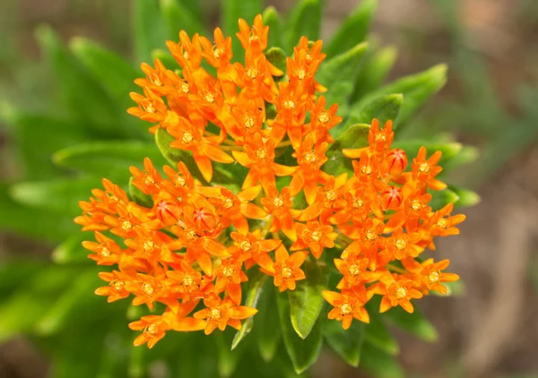 Beautiful bright orange Butterfly weed — Stock Photo, Image